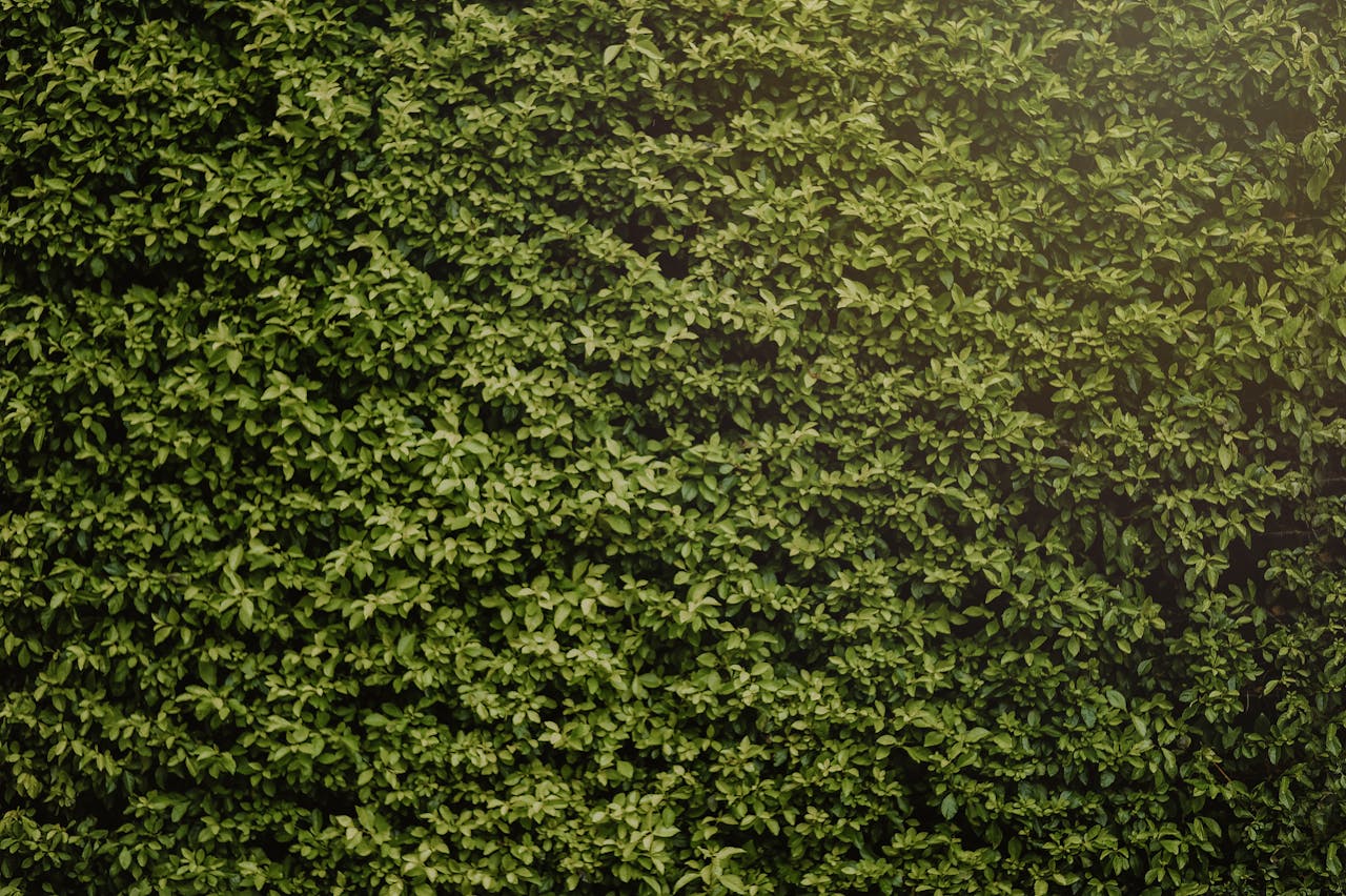 Hecke grün Garten Hecke trimmen und kürzen So gelingt es