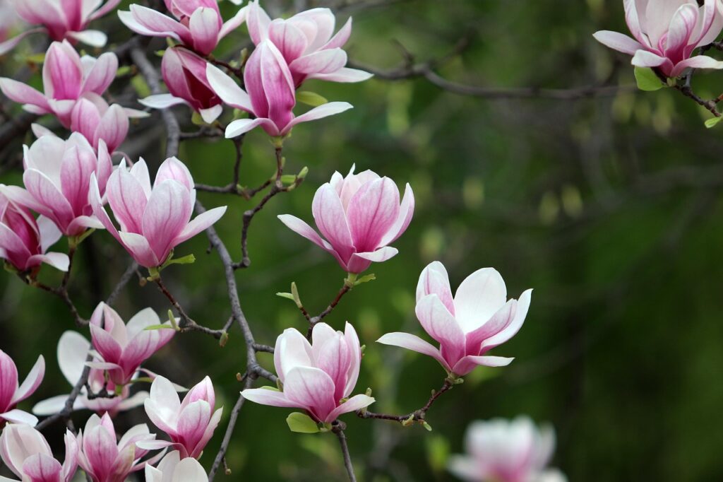 Magnolien Frühling Welche Pflanze blüht nur ein Mal im Jahr
