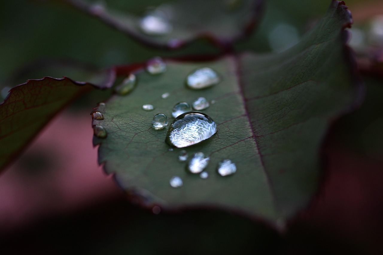 Rose Blatt grün Tropfen Grüne Rosen – Bedeutung, Symbolik und besondere Botschaft