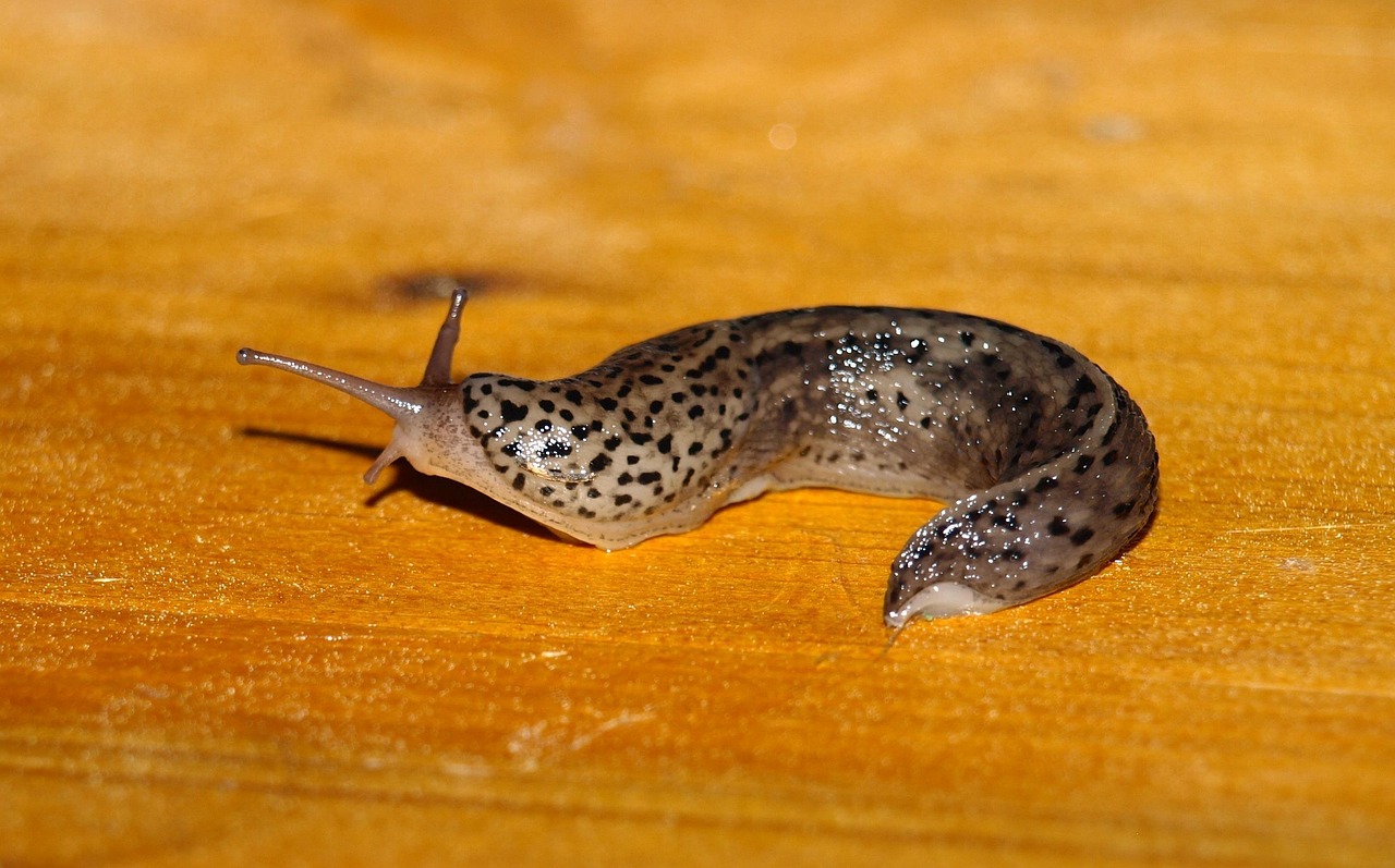 Schnecke Tigerschnecke Tigernacktschnecke Tigerschnegel – Ein Überblick zum Gartenbesucher